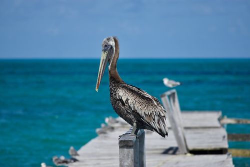 Cancun Airport to Costa Mujeres — $71